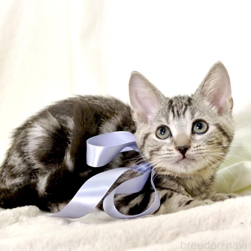 販売中の栃木県のマンチカン-127031の16枚目